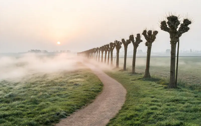 Een pad langs een rij knotwilgen in de ochtendmist